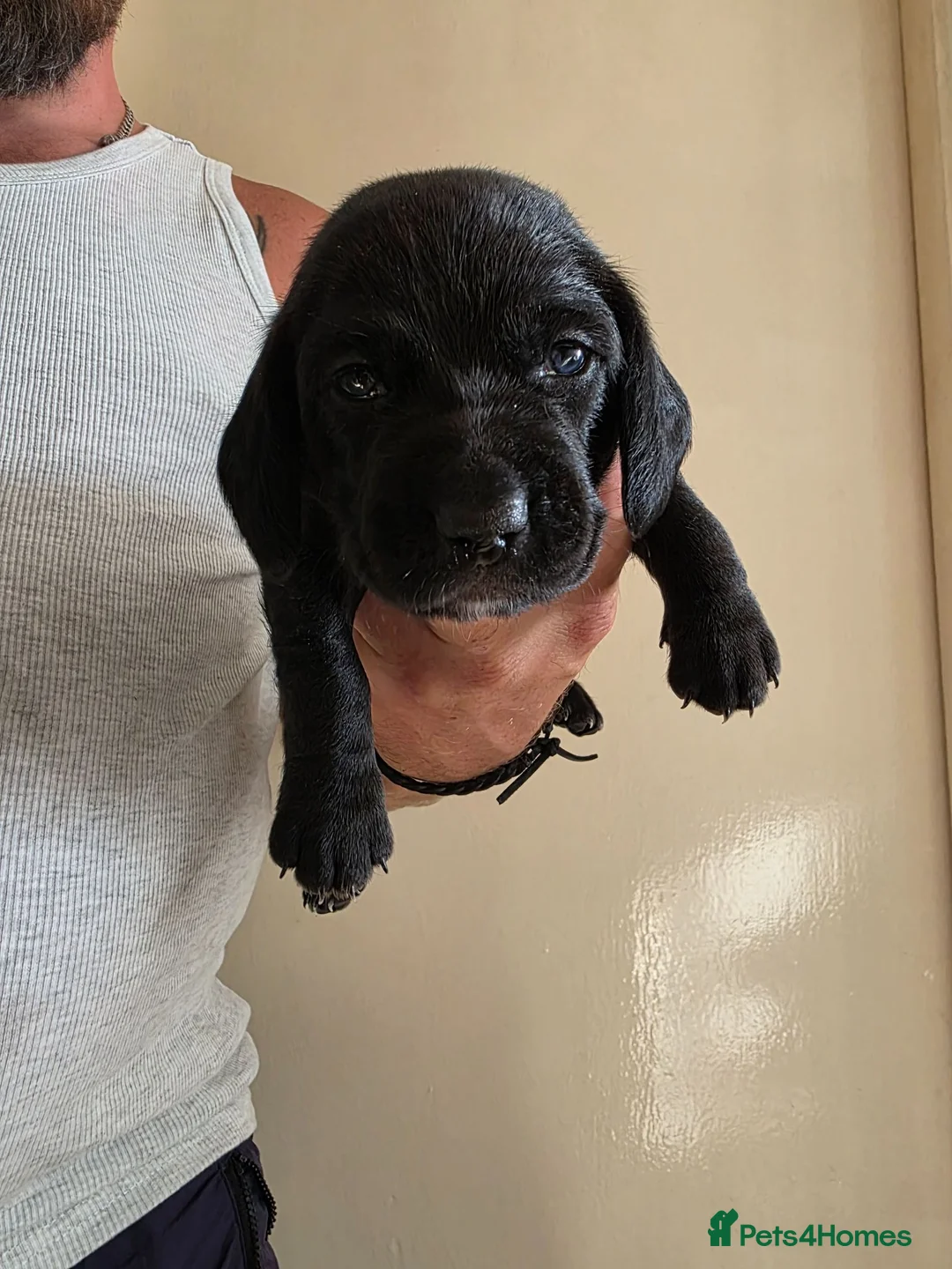 Mixed Breed dogs for sale: Dachshund cross spaniel puppies  - Advert 16