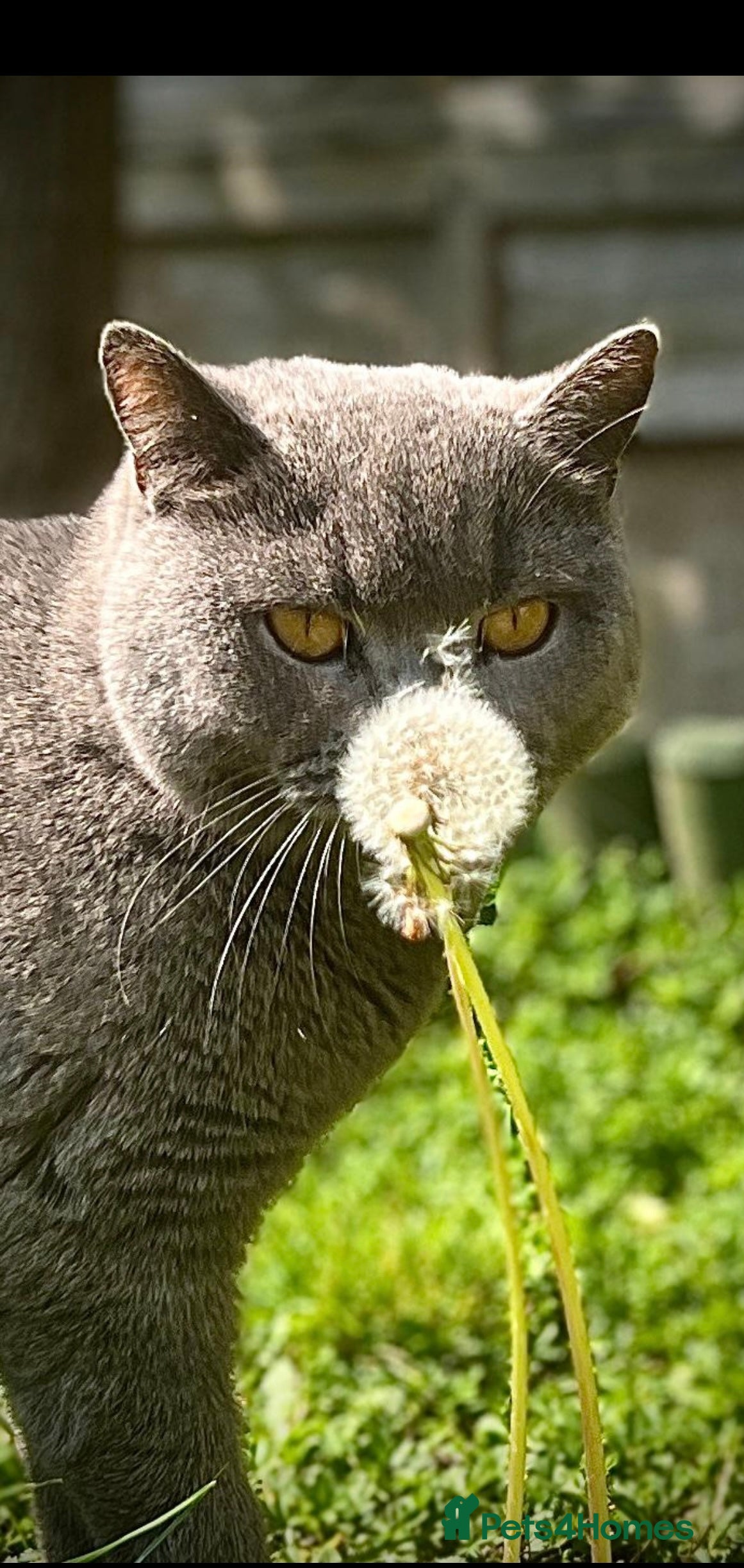 British Shorthair cats 4 year old British Blue cat Fiji - Advert 3