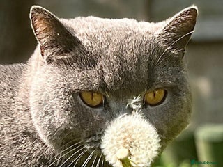 British Shorthair cats 4 year old British Blue cat Fiji - Advert 20