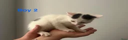 Domestic Shorthair cats for sale: Four beautiful 8 week old kittens for sale - Advert 9