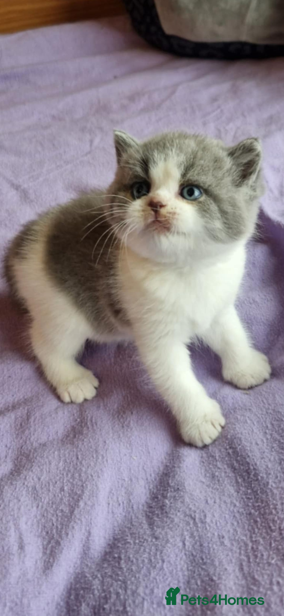 British Shorthair cats Bi colour British Shorthair from Champion lines - Advert 4