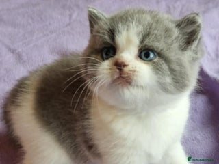 British Shorthair cats Bi colour British Shorthair from Champion lines - Advert 4