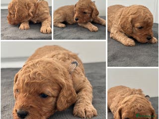 Mixed Breed dogs Cavapoo x Cockapoo puppies - Advert 12