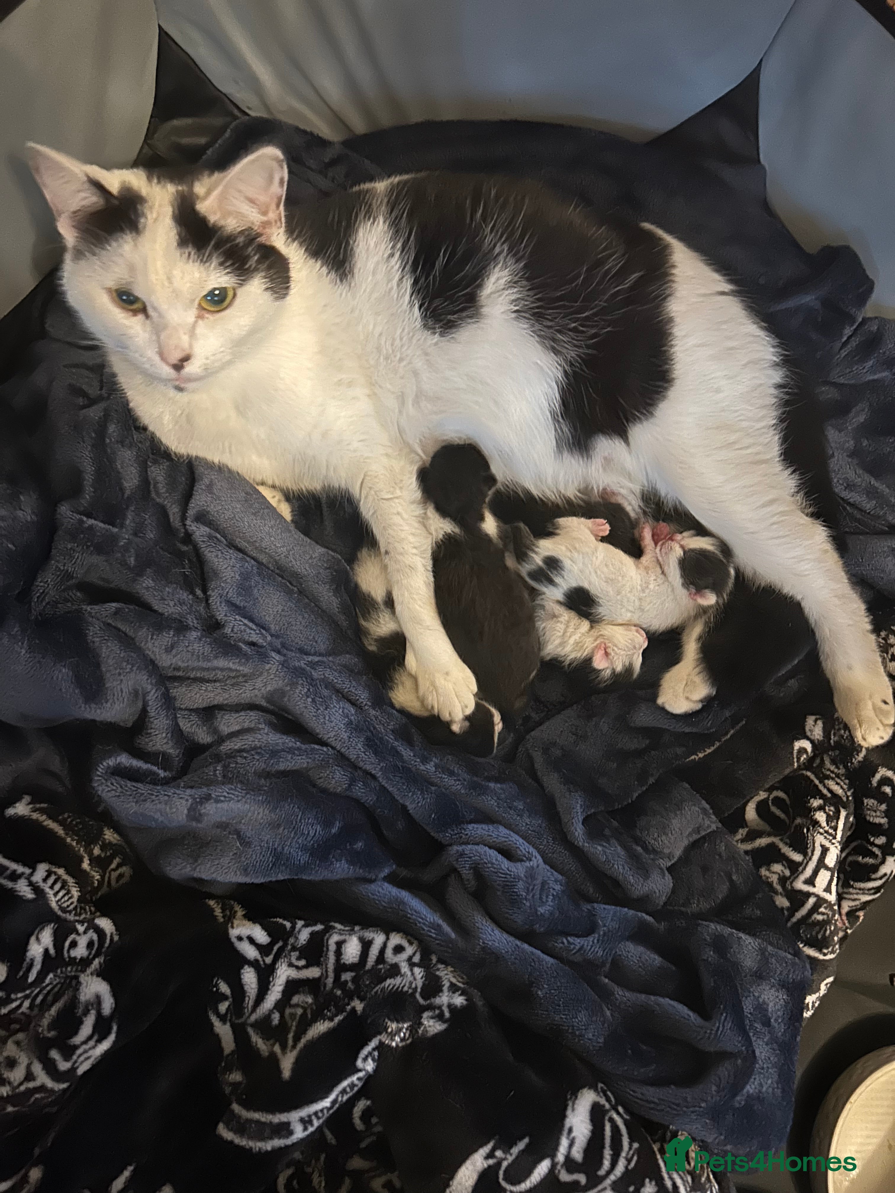 Domestic Shorthair cats 5 Beautiful Kittens - Advert 1