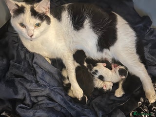 Domestic Shorthair cats 5 Beautiful Kittens - Advert 3