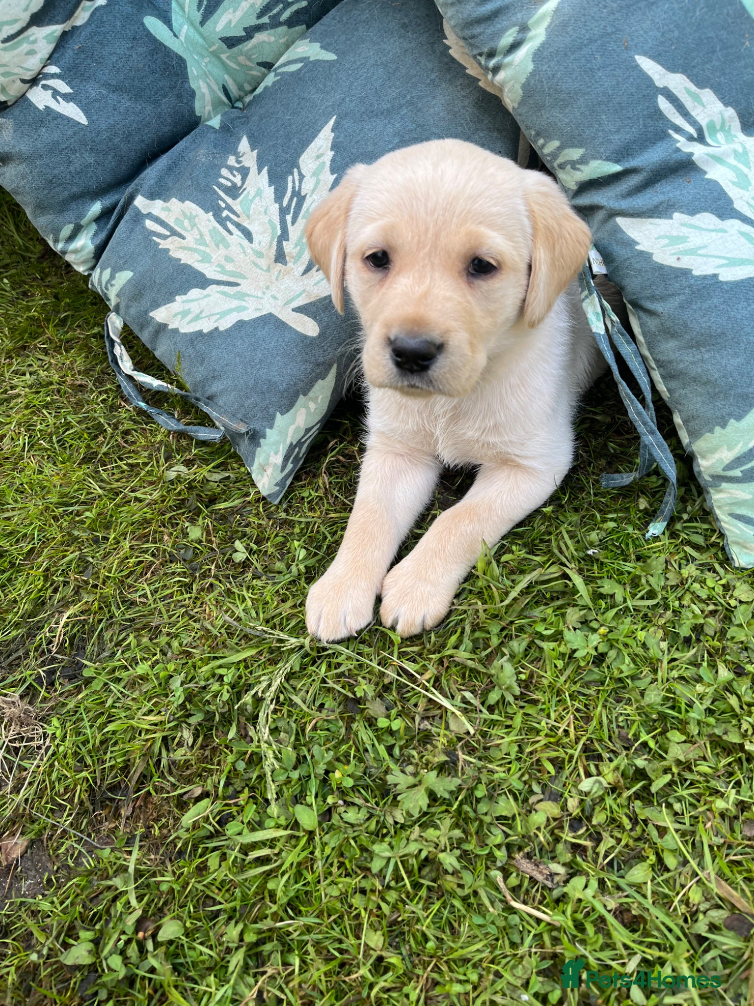 Labrador Retriever dogs Outstanding pedigree Labrador puppies - Advert 2