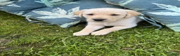 Labrador Retriever dogs for sale: Outstanding pedigree Labrador puppies in Faversham - Advert 5