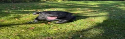 Labrador Retriever dogs for sale: Handsome Labrador dogs available  in Durham - Advert 6