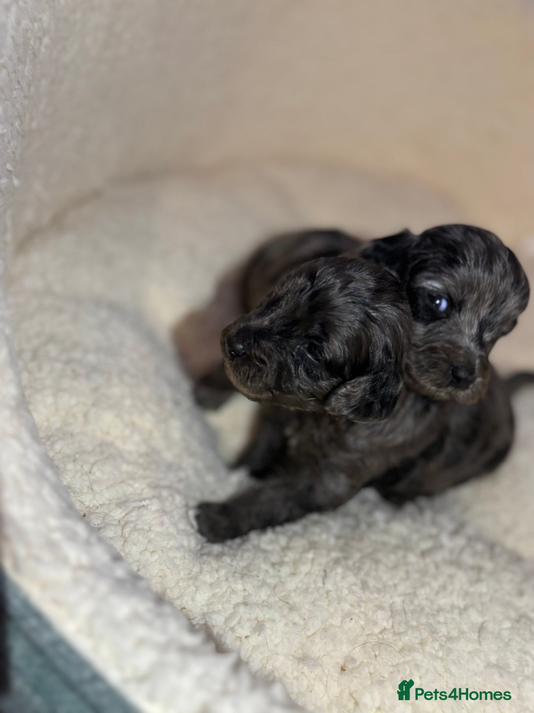 Cockapoo dogs for sale: F1 toy cockapoo’s - Advert 3