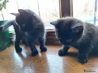 Scottish Fold cats 7 kittens for sale - ready 16th december - Advert 7