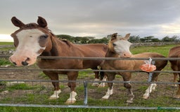American Quarter horses for sale: GI Wimpys lil Crome  - Image 5
