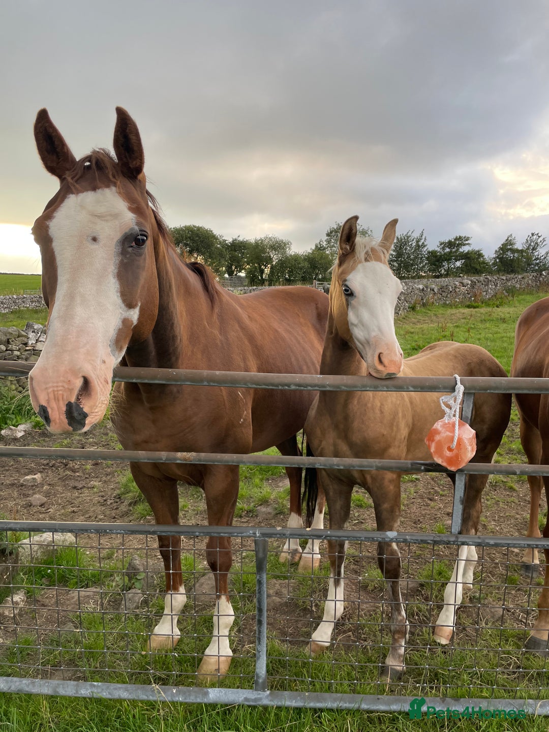 American Quarter horses for sale: GI Wimpys lil Crome  - Image 5