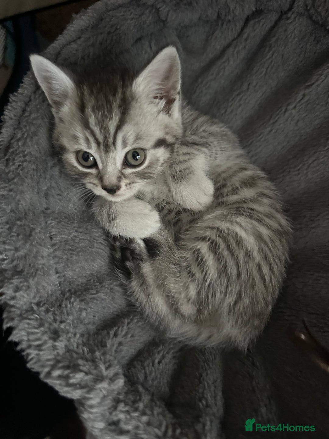 Mixed Breed cats for sale: British shorthair X British shorthair x Tabby - Image 2