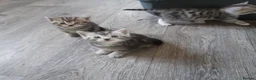 Domestic Shorthair cats for sale: Lovely Litter Of Kittens - Advert 18