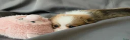 Welsh Corgi Pembroke dogs for sale: Corgi Puppies for Loving Homes – 1 Male, 1 Females - Advert 12