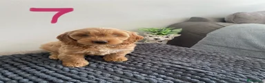 Cockapoo 7