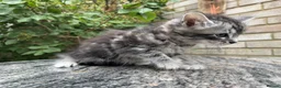 Maine Coon cats for sale: Maine Coon Bengal Cross Kittens - Advert 22