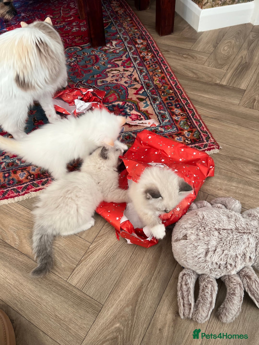 Ragdoll cats for sale: GCCF Ragdoll Kittens. Champion lines  - Advert 16