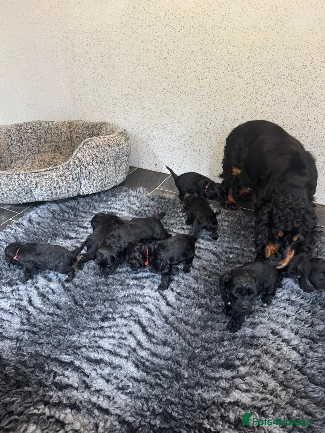 Cockapoo dogs for sale: Super cute Cockapoo Pups - Advert 2