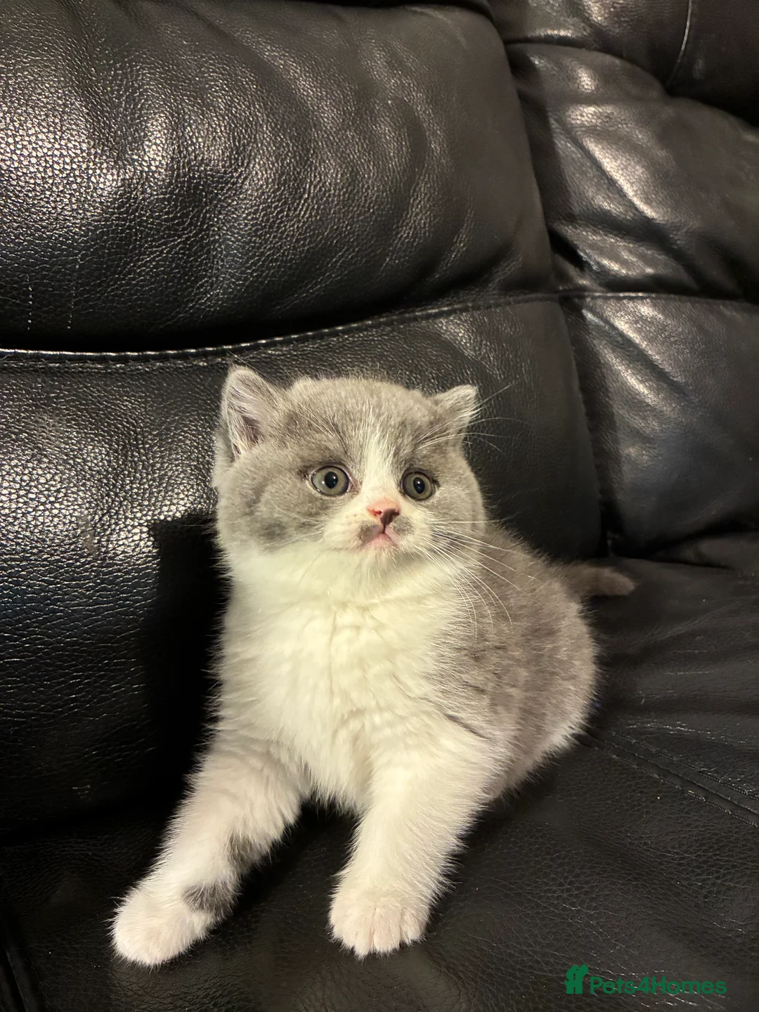 British Shorthair cats for sale: LAST 1 REMAINING BSH TICA KITTENS - Advert 24