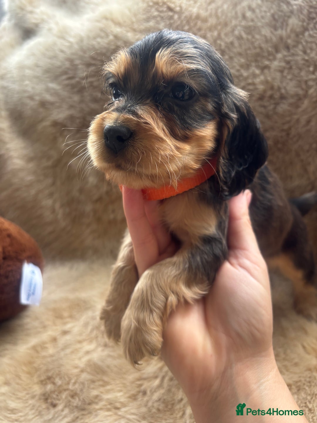 Cocker Spaniel dogs for sale: Cocker spaniel puppies  - Image 21