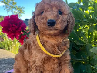Cockapoo dogs Stunning cockapoo puppies - Advert 4