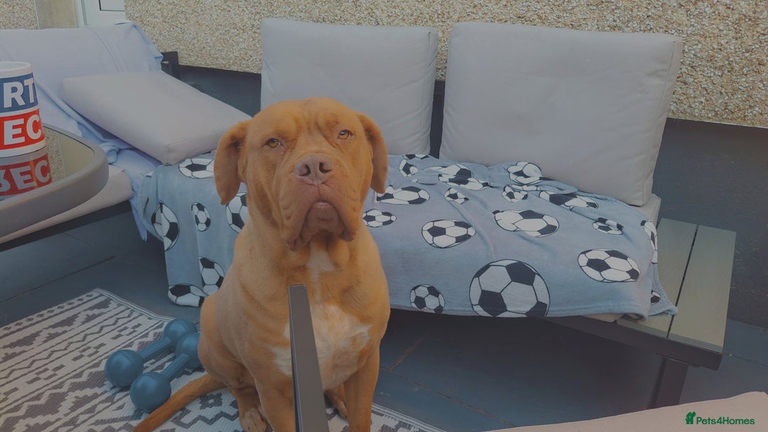 Dogue De Bordeaux dogs for sale: Dogue de bordeaux  - Image 3