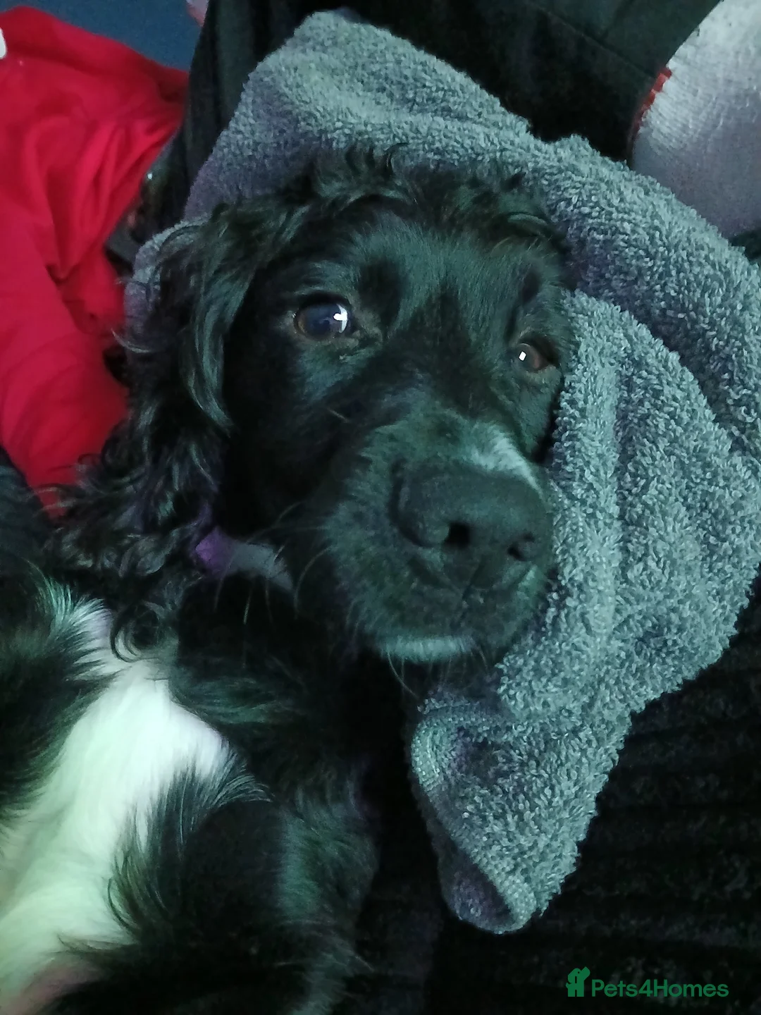 Cockapoo dogs for sale: F1 miniature cockapoos available 16th feb - Advert 15