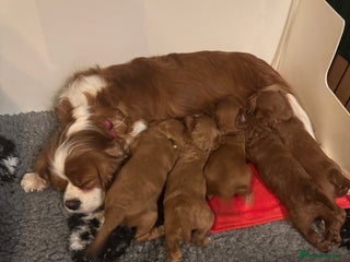 Cavapoo dogs Stunning F1 Toy Cavapoo’s 5* licensed breeder DNA - Advert 7