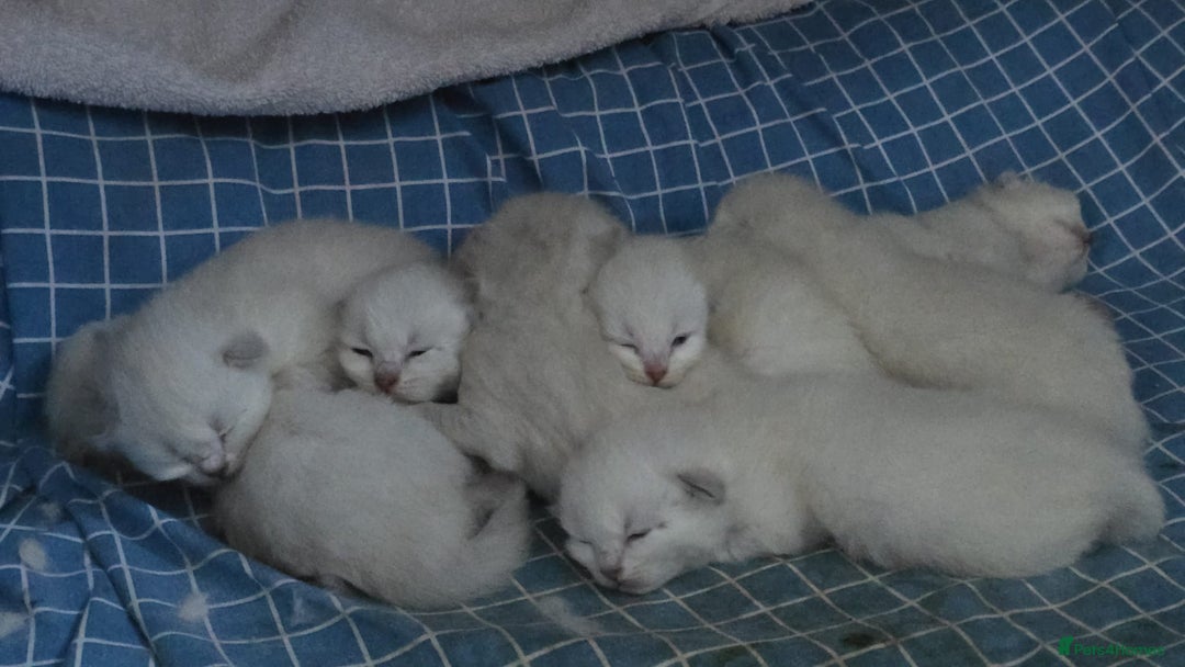 Siberian cats for sale: 🐱 Siberian neva masquerade kittens 🐱 - Image 3