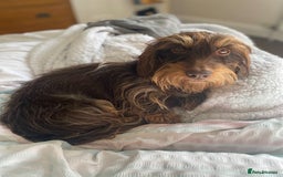 Miniature Dachshund dogs for sale: ✨BEAUTIFUL SILVER DAPPLE BOY✨ in Ripon - Image 15