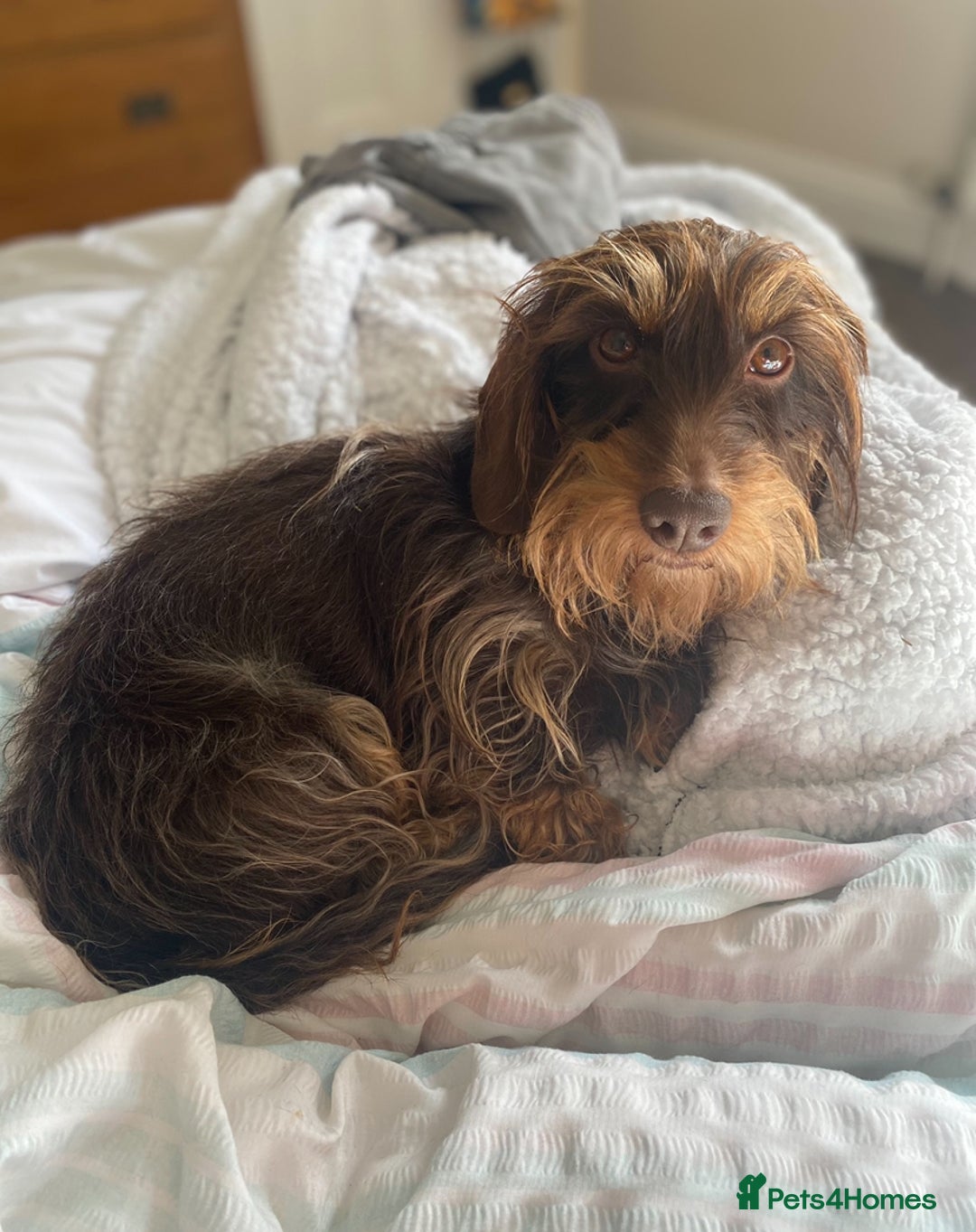 Miniature Dachshund dogs for sale: ✨BEAUTIFUL SILVER DAPPLE BOY✨ in Ripon - Image 15