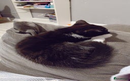 Mixed Breed cats for sale: Female kitten - Image 10