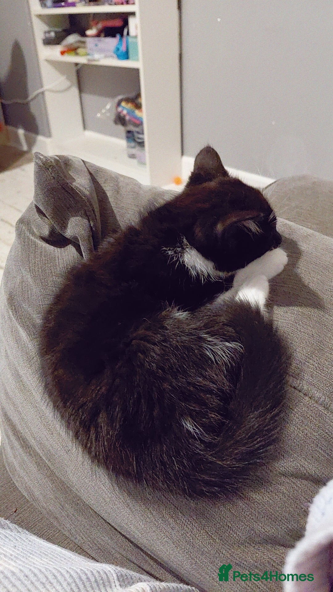 Mixed Breed cats for sale: Female kitten - Image 10