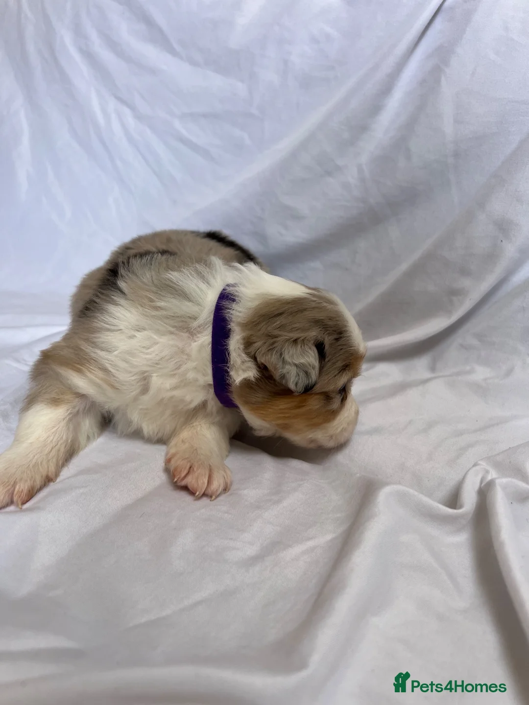 Australian Shepherd dogs for sale: Australia shepherd kc puppies 4 girls  - Advert 2