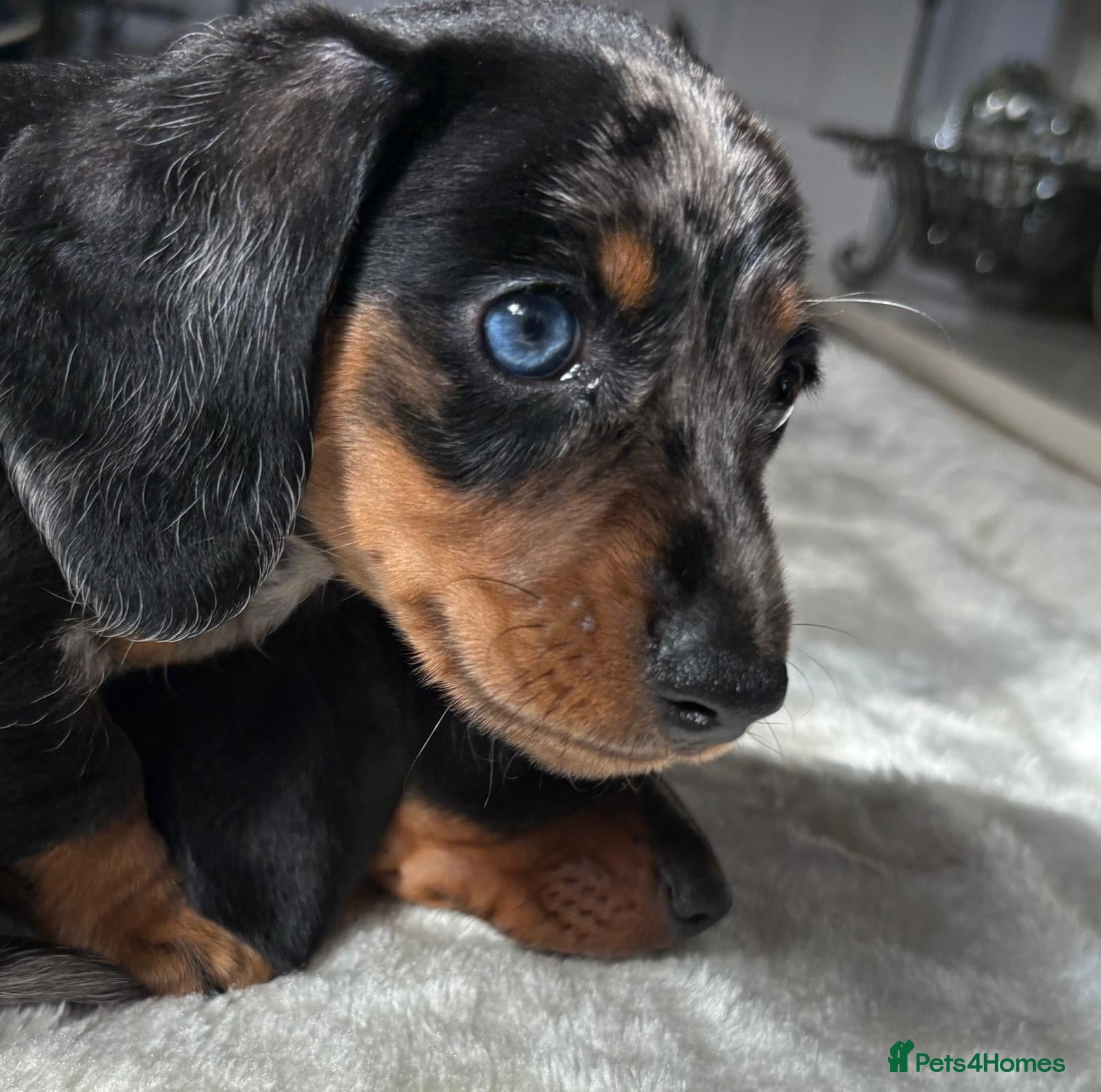 Miniature Dachshund dogs Silver Dapple Male  - Advert 2