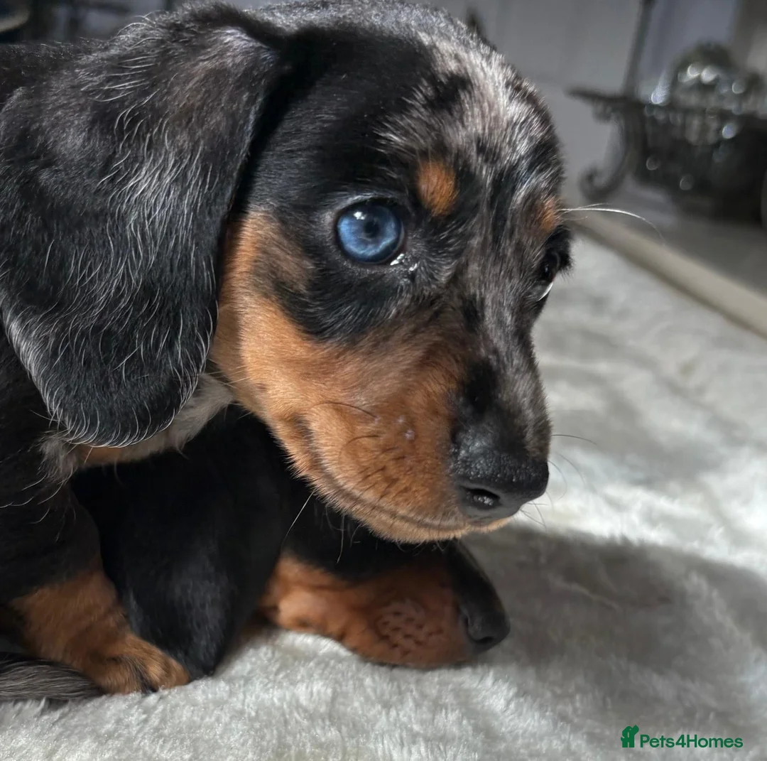 Miniature Dachshund dogs for sale: Silver Dapple Male  - Advert 2