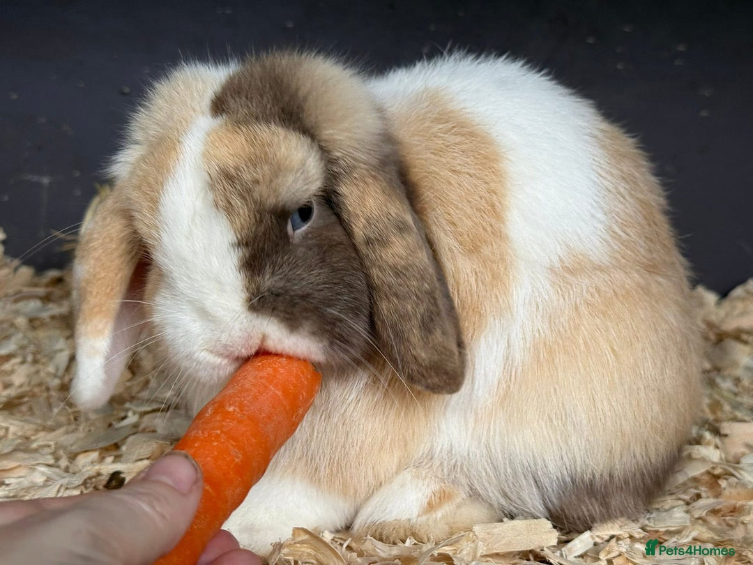 Mini Lop rabbits for sale: Chocolate Harli extreme mini lop buck - Advert 4