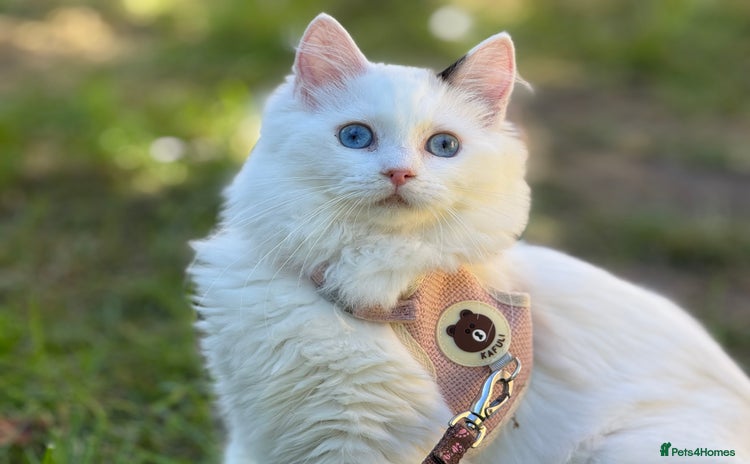 Ragdoll cats - Advert 8