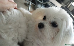 Maltese dogs for sale: 🥰 Gorgeous puppies 🥰🥰 - Image 21