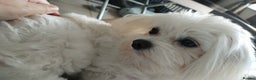 Maltese dogs for sale: ✨ Korean Maltese Hypoallergenic pure breed Girls ✨ - Advert 27