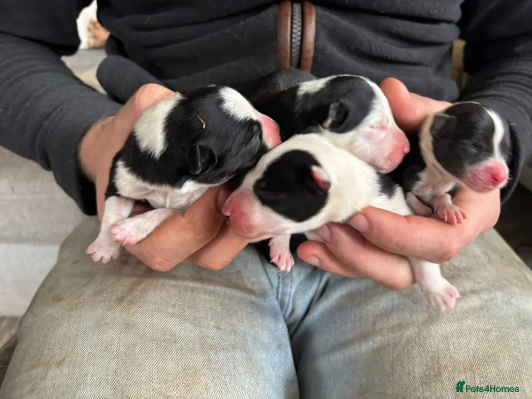 Border Collie dogs for stud: Kajtek Red-white border collie FOR STUD - Advert 14