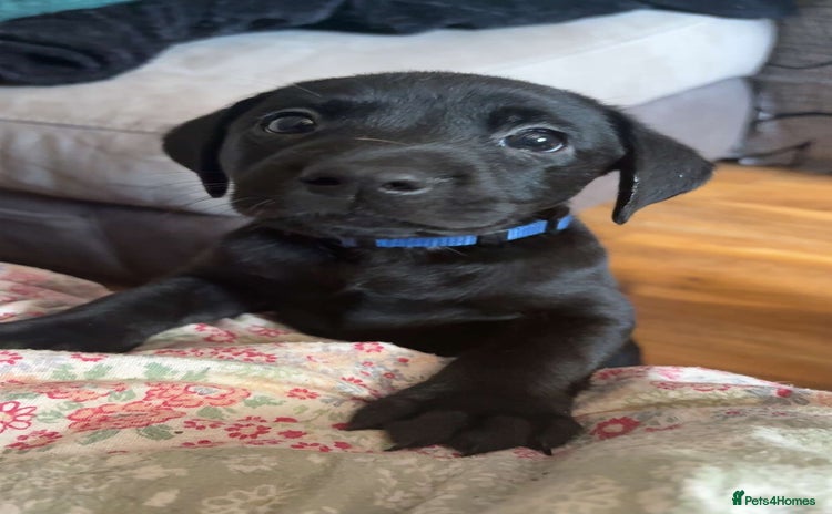 Labrador Retriever dogs - Advert 11