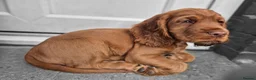 Cocker Spaniel dogs for sale: Cocker spaniels Barnsley area - Advert 17