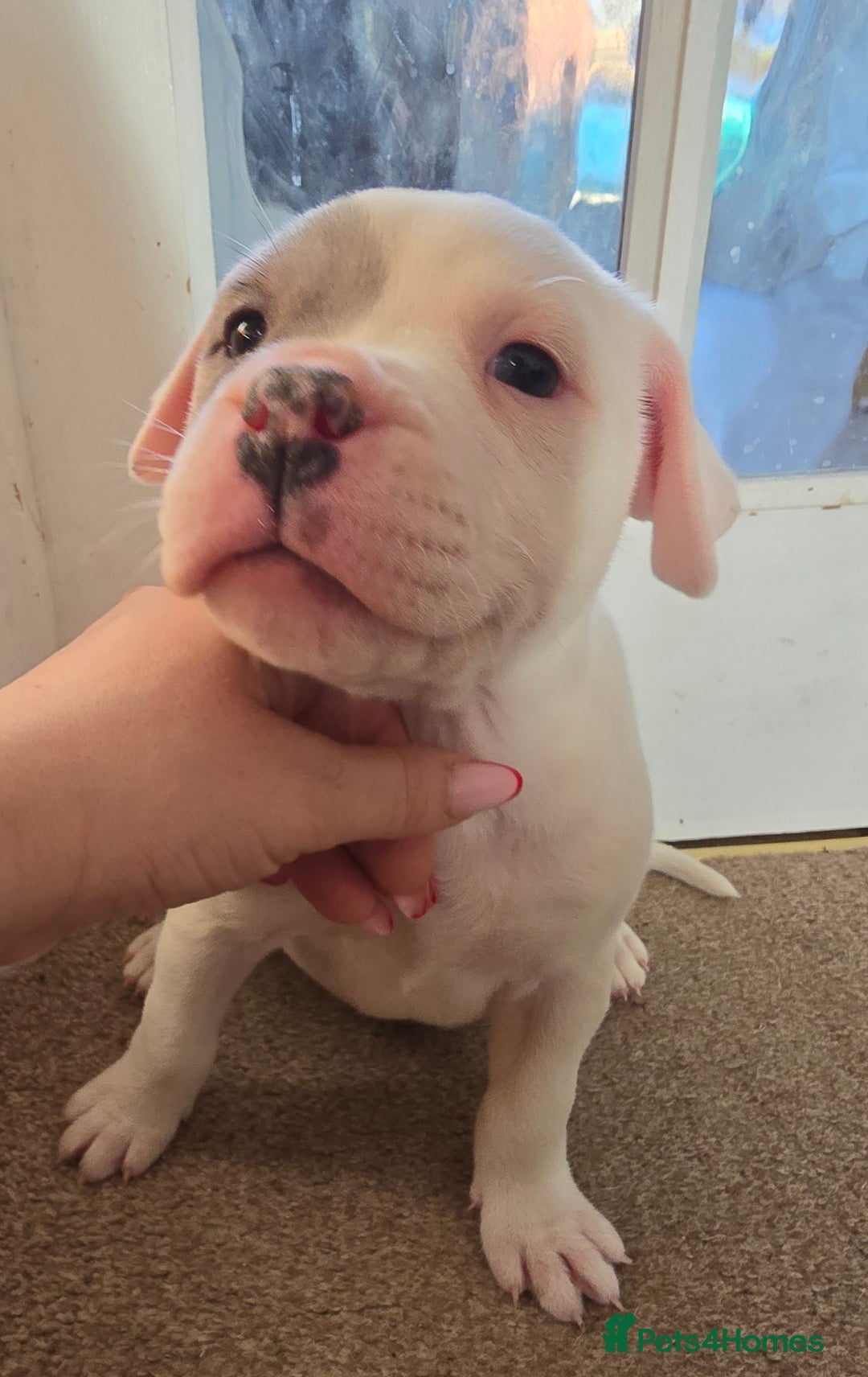 American Bull Staffy dogs for sale: Last one Girl Staffordshire waiting for new home - Advert 17