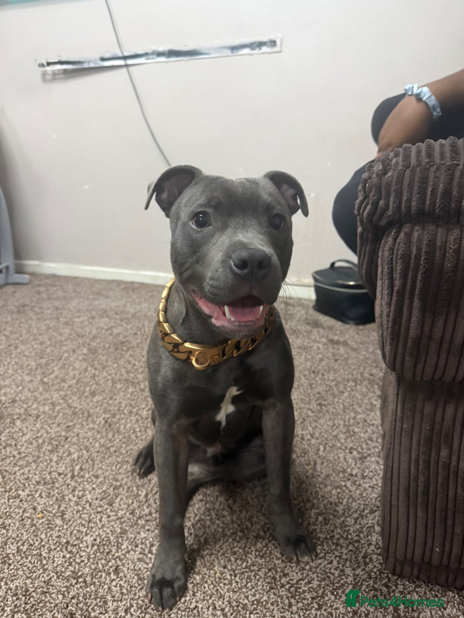 Staffordshire Bull Terrier dogs King konan blue Staffordshire bull terrier  - Advert 3