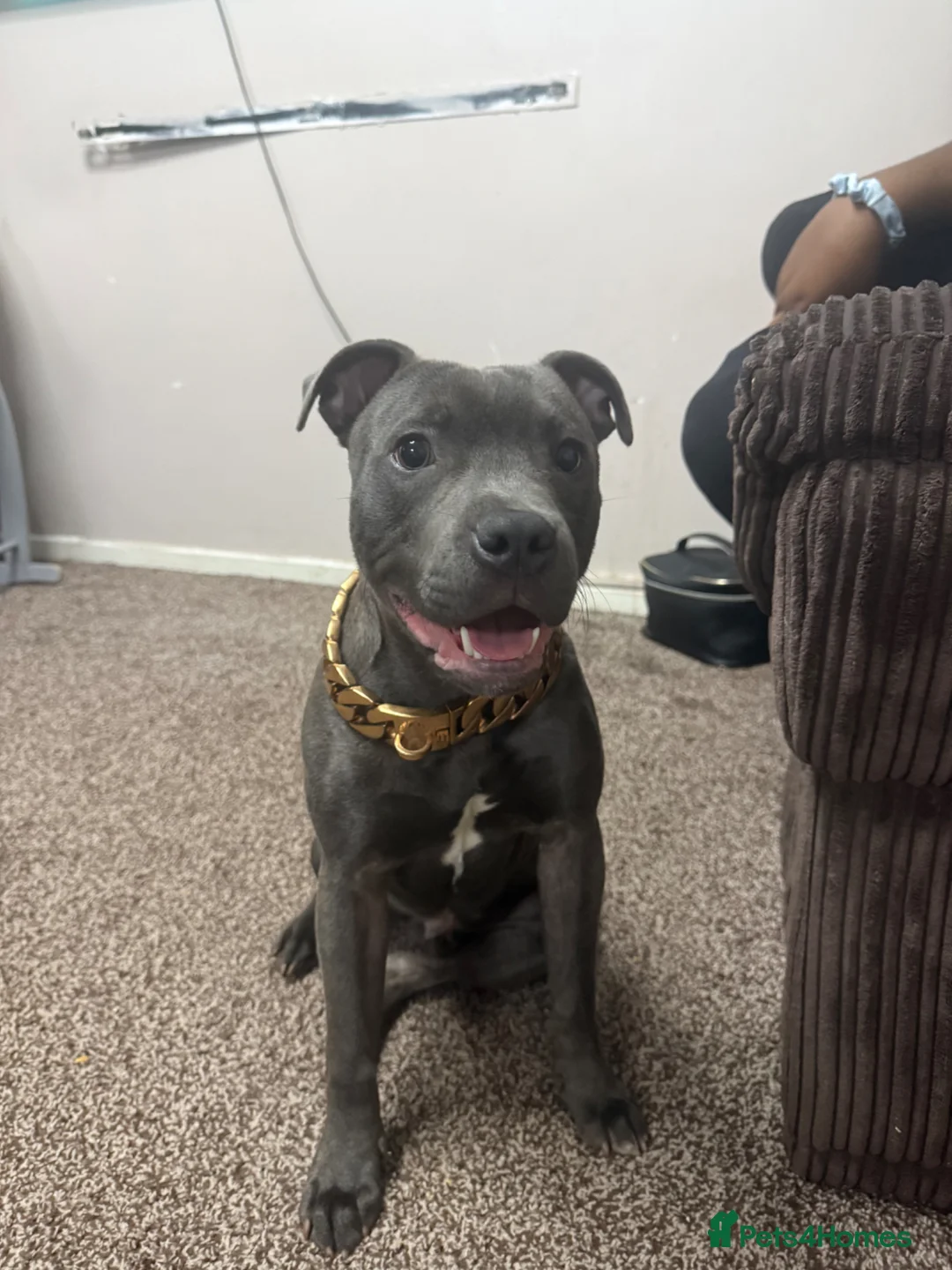 Staffordshire Bull Terrier dogs for sale: King konan blue Staffordshire bull terrier  - Advert 1