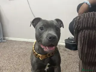 Staffordshire Bull Terrier dogs King konan blue Staffordshire bull terrier - Advert 2