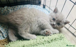 British Shorthair cats for sale: Pure british  shorthair  kittens  - Image 8