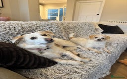 Mixed Breed dogs for adoption: Cynthia - Advert 7